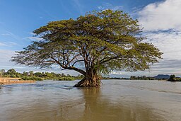 Flooded Albizia Saman (rain tree) in the Mekong, photographer Basile Morin, 2017. Wikimedia Commons. * License link below.