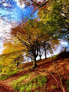 Lockdown image courtesy of Dr Aileen Dillane.